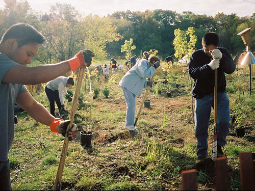 plantTrees Community Outreach Team Building Breckenridge, Vail & Keystone