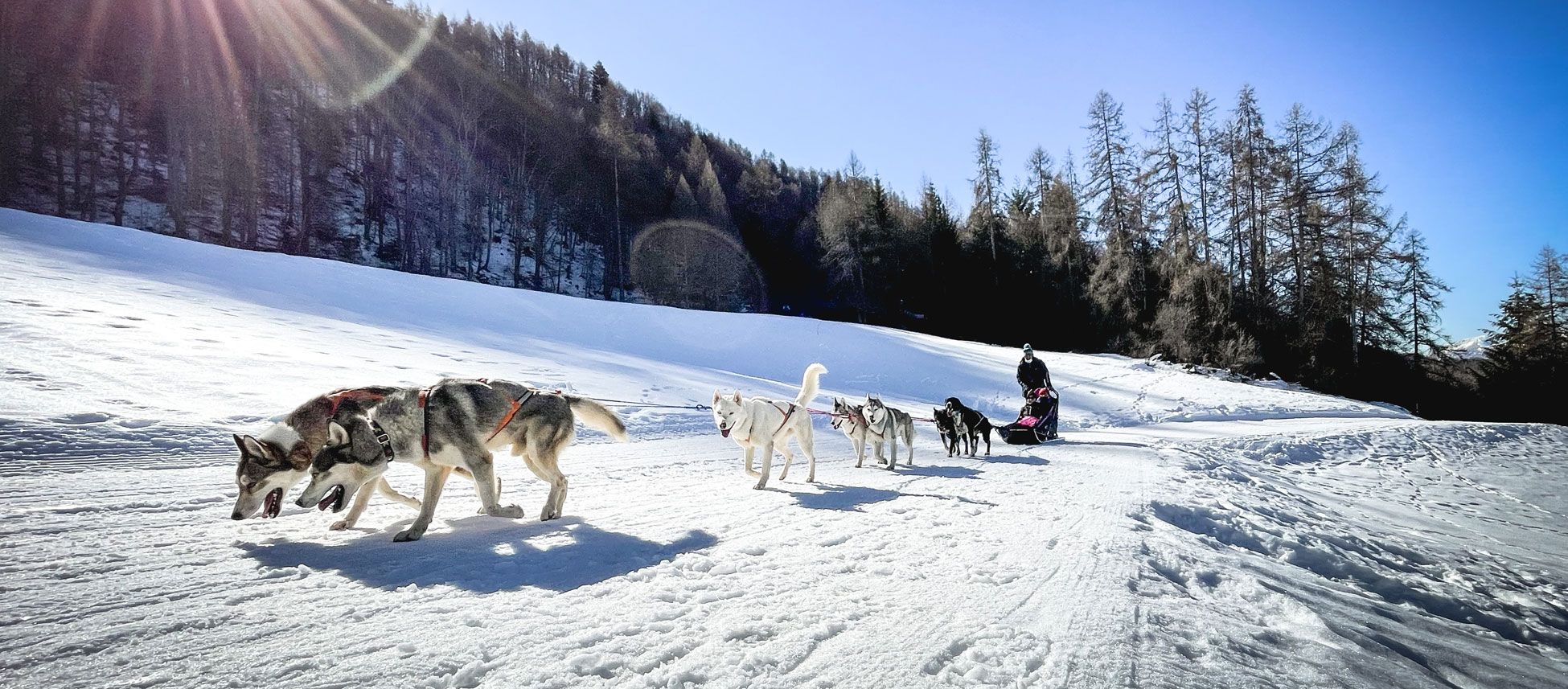 dogsled-5-515d9a34 Things To Do In Colorado - Summer & Winter Activities