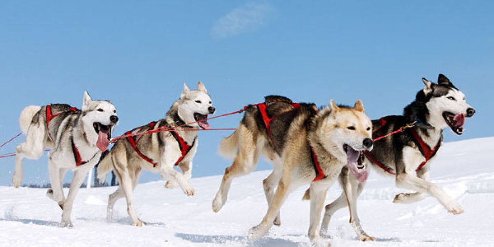 sleddog-7560e886 Dog Sledding Breckenridge, Vail, Keystone, Copper & Leadville