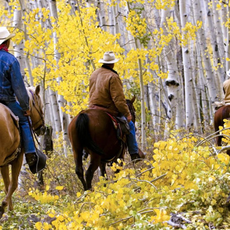 horse-b0c6fde4 Colorado Summer Activities | Rafting, Jeep Tours & UTV Rentals