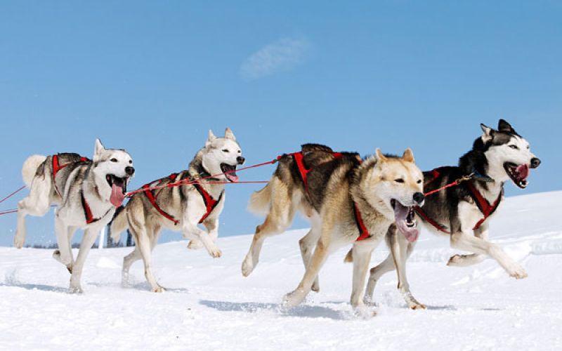 sleddog-c50fd6d4 Things To Do In Colorado - Summer & Winter Activities