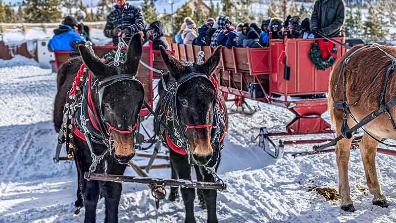 Two_Below_Zero_NYE_2024-112-cc1ac92d Sleigh Rides & Dinner Rides Breckenridge, Vail, Keystone & Frisco